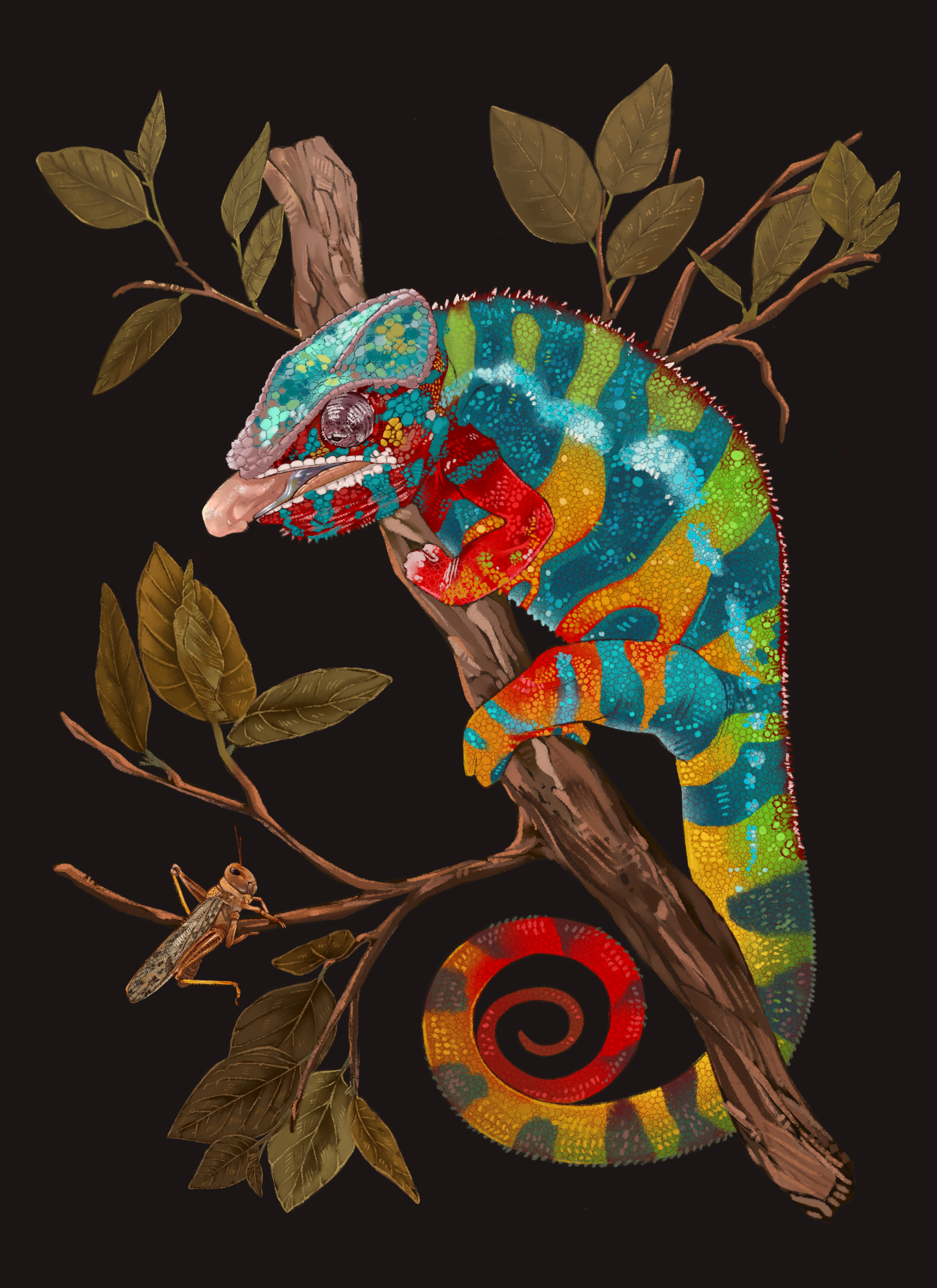 Panther Chameleon - Furcifer pardalis