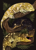 New Caledonian Giant Gecko - Rhacodactylus leachianus