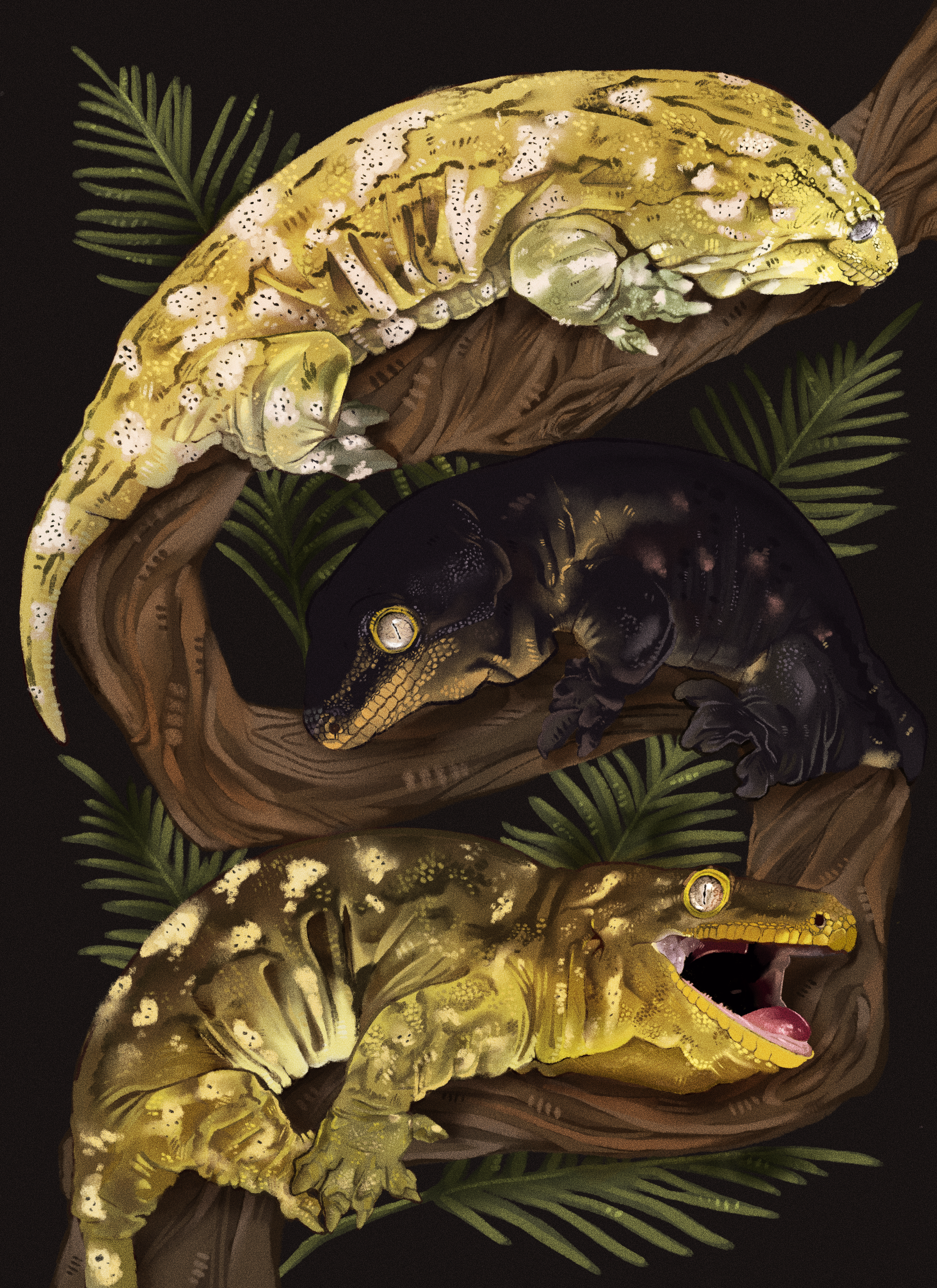 New Caledonian Giant Gecko - Rhacodactylus leachianus