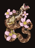 Western Hognose - Heterodon nasicus