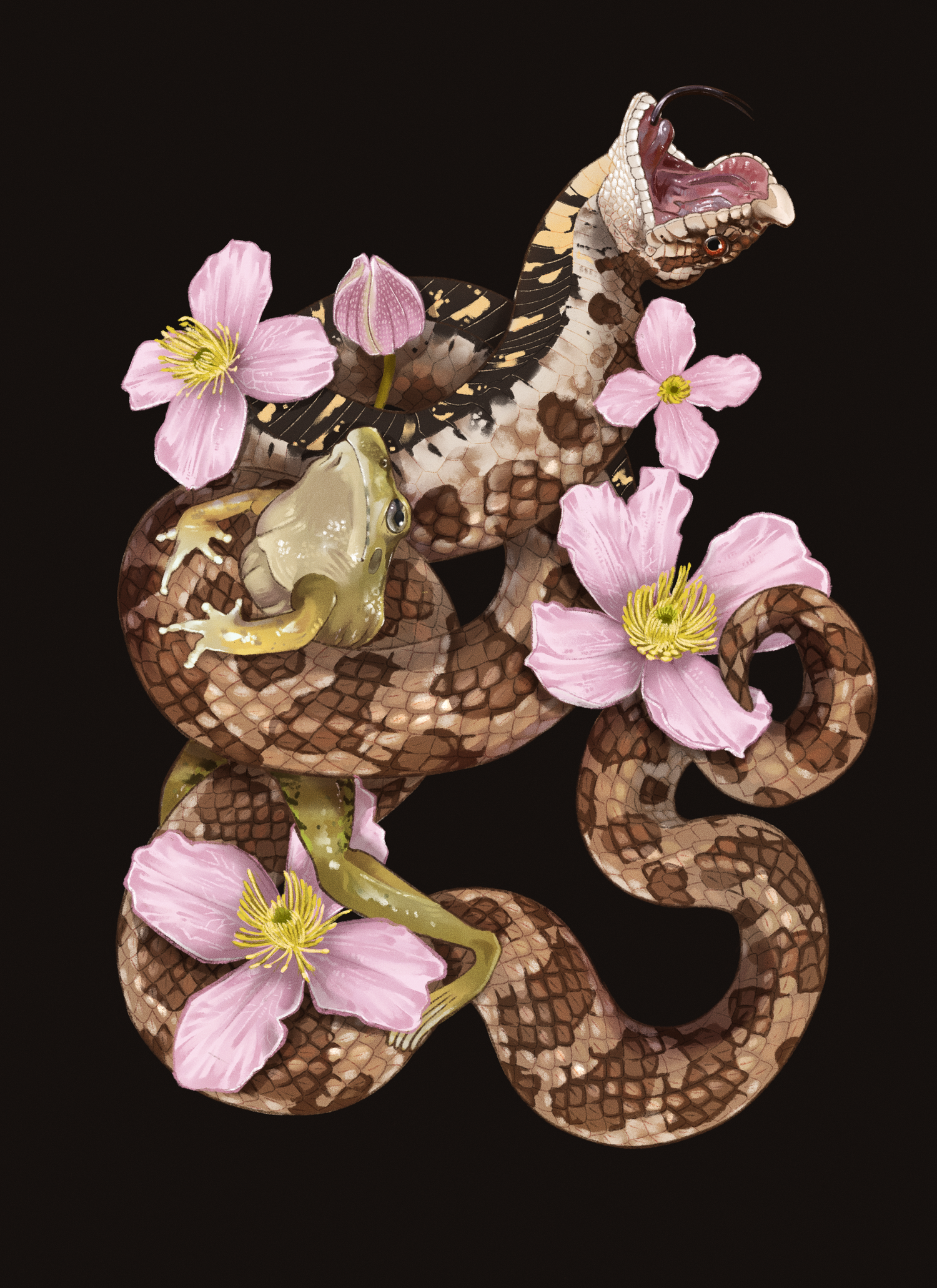 Western Hognose - Heterodon nasicus